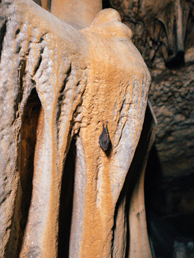 Shpella e Macës (Cat Cave)