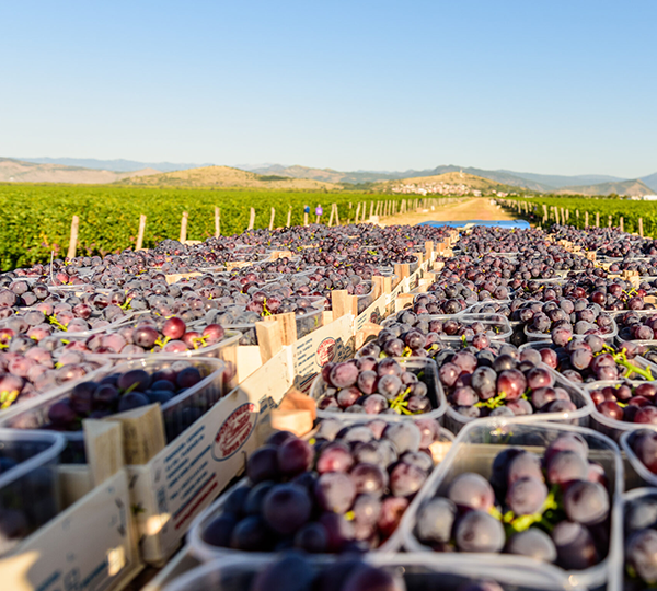 Plantaže 13 jul (Vinogradi)