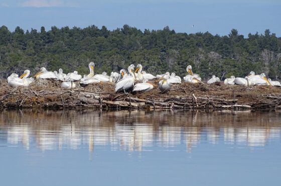 Pančevo Oko – A Unique Nature Experience
