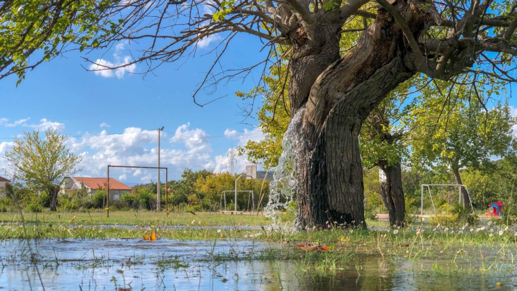 The Natural Phenomenon of Dinosha – Water Coming from the Trunk of a 100-Year-Old Chestnut Tree