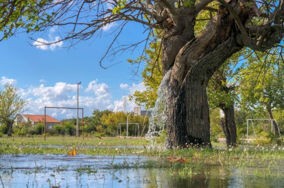 The Natural Phenomenon of Dinosha – Water Coming from the Trunk of a 100-Year-Old Chestnut Tree